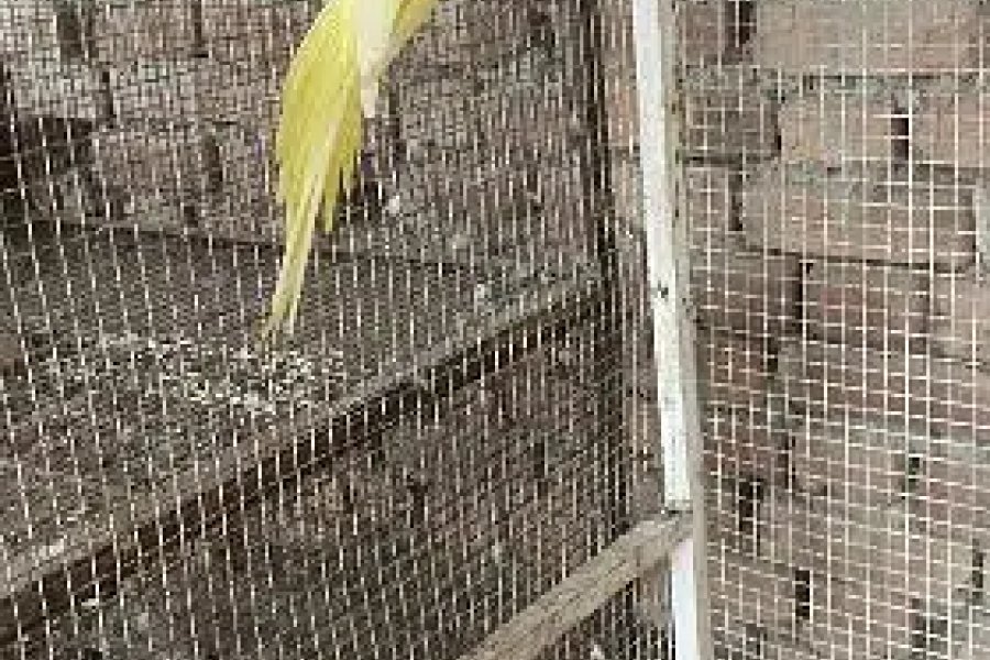 پیلے رنگ کی خاتون