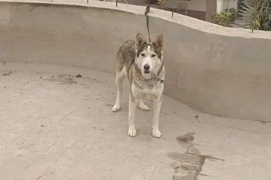 Siberian female dog available age 8 month Pedigree female full