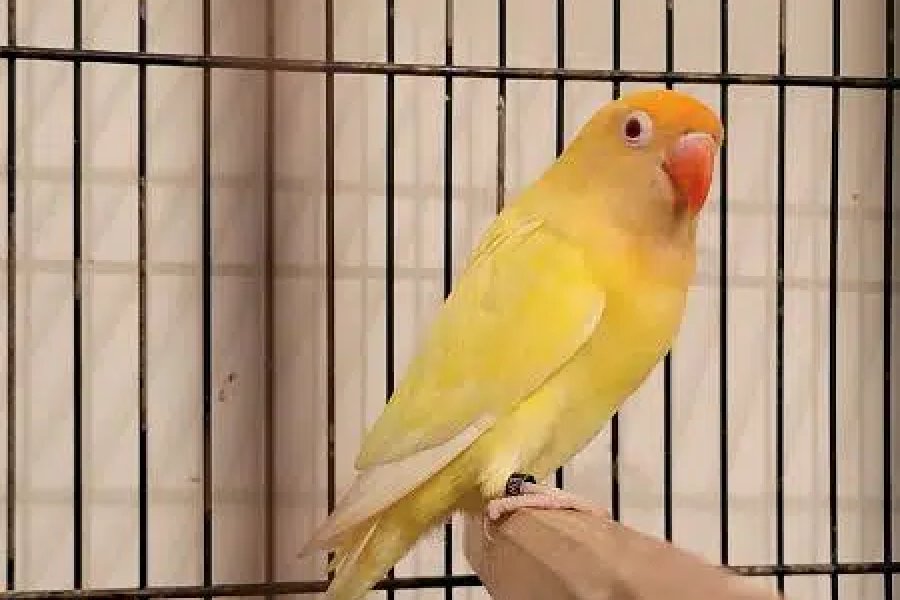 کریمینو ڈی این اے مرد