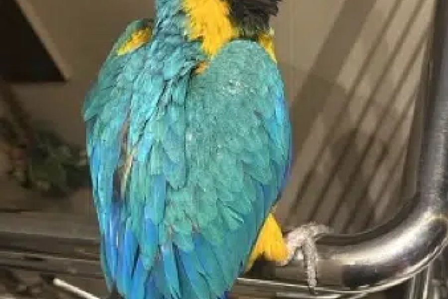 blue gold macao parrot for sale if any 1 interested plz con me