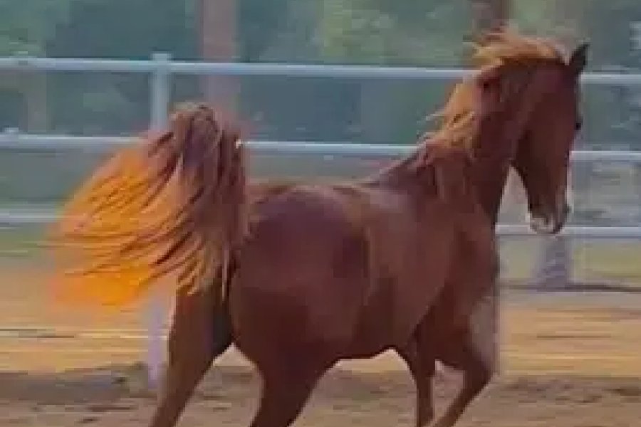 ARABIC BLOODINE HORSE KAKA PANCH KALYAN GHORA FOR SALE Bahria Town Rawalpindi, Rawalpindi
