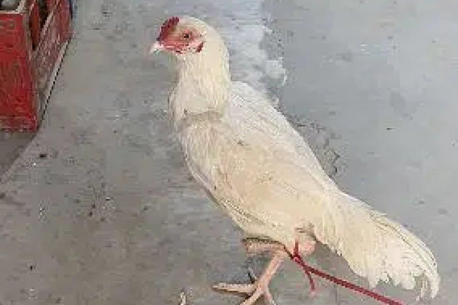 aseel heera 8 month age