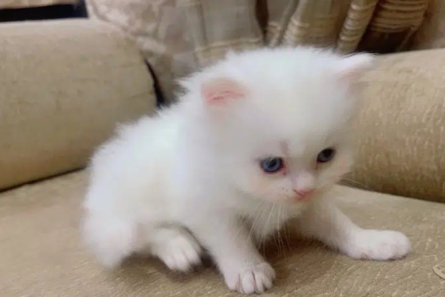 فارسی بلی کا بچہ شالیمار کالونی، ملتان