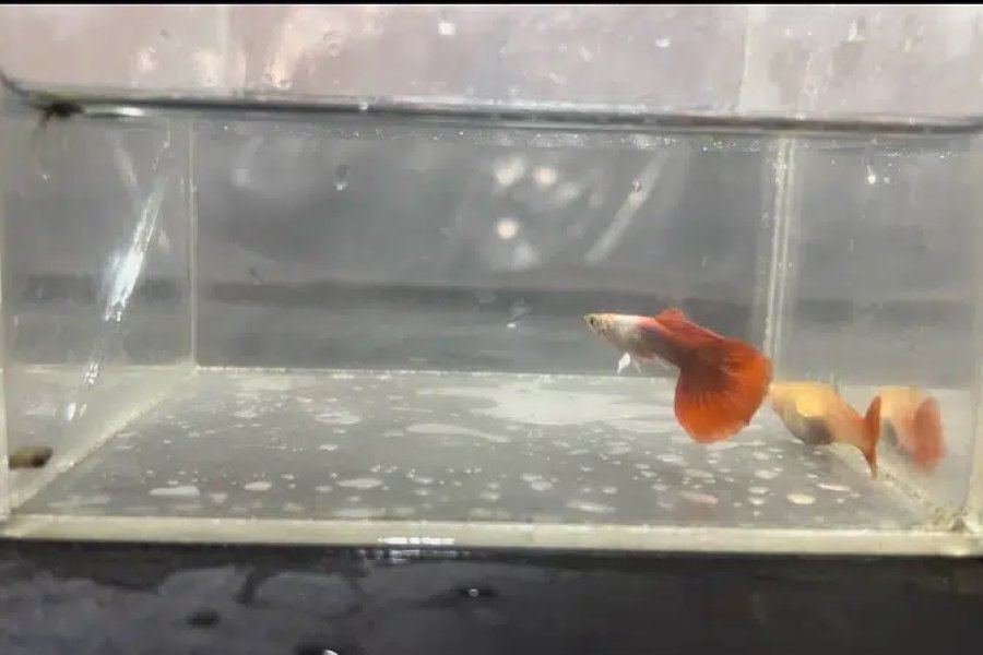 Imported / Fancy Guppies DHA Phase 5, Lahore