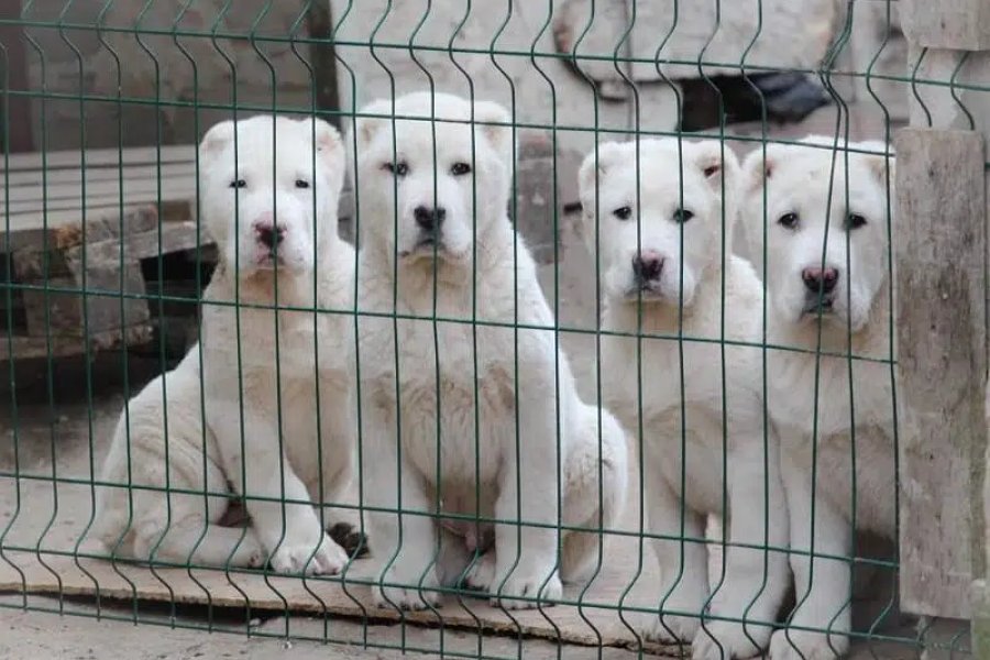 Alabai puppies available for booking DHA Defence, Islamabad