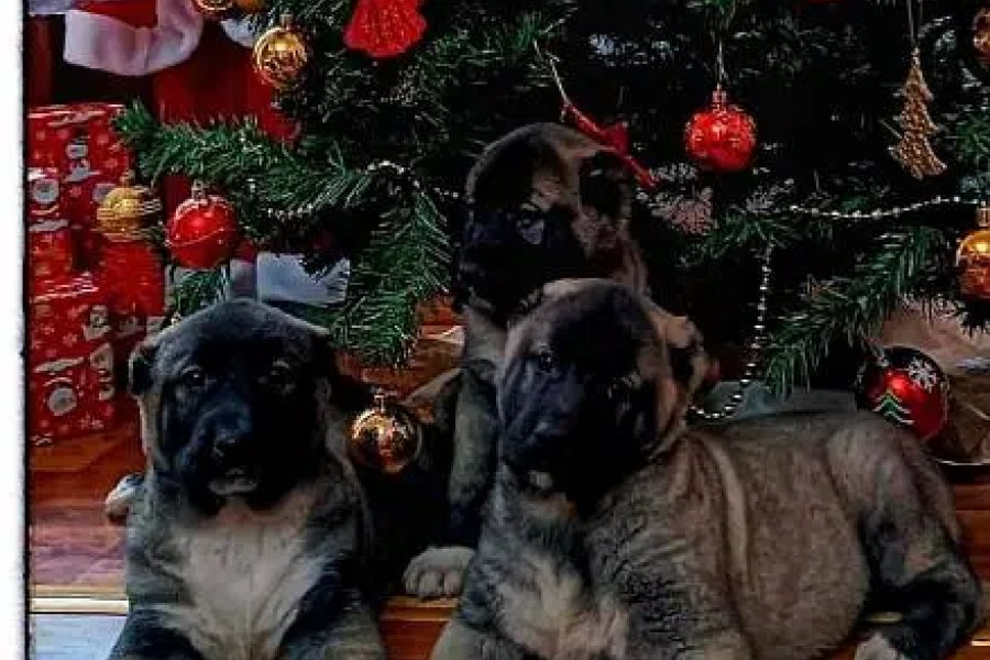 بلیو ایریا، اسلام آباد میں بکنگ کے لیے ترکش کنگال کتے دستیاب ہیں۔