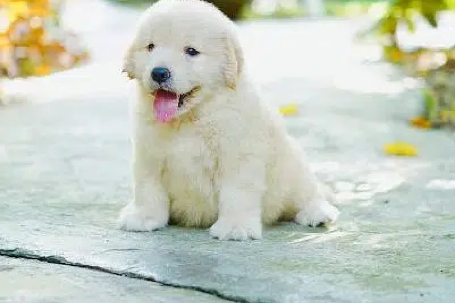 Golden Retriever Puppy DHA Phase 9, Lahore