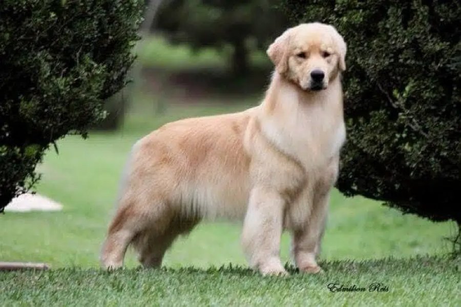 پیڈیگریڈ گولڈن ریٹریور ڈی ایچ اے 9 ٹاؤن، لاہور