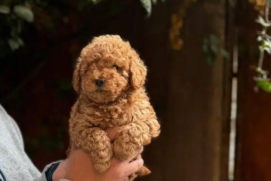 Toy poodle puppy available for import DHA Phase 8, Karachi