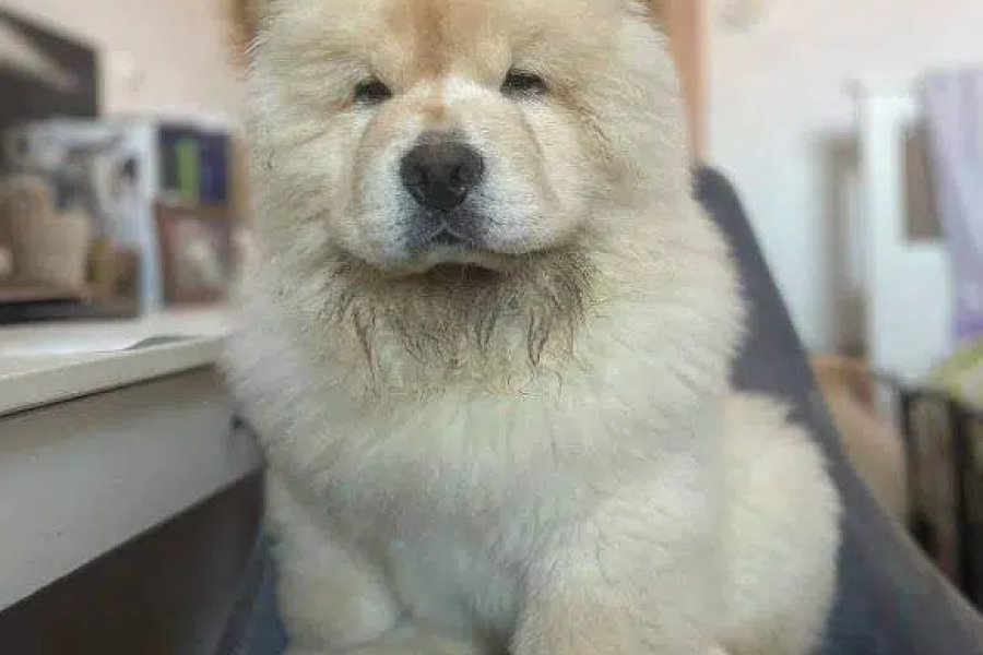 Chow chow puppies are available for import DHA Phase 8, Karachi