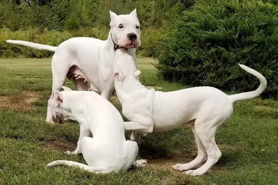 Dogo argentino puppies are available for import Airport Avenue Housing Society, Islamabad
