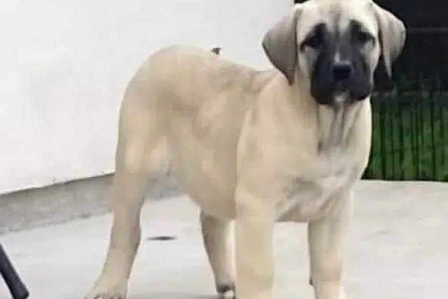Presa canario puppy available for booking DHA Defence, Islamabad