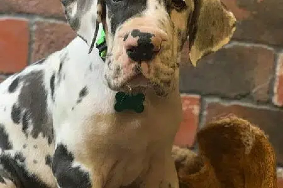 great dane puppies are available for import Bahria Town, Islamabad
