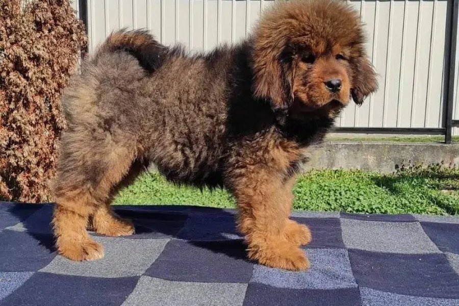 بنی گالہ، اسلام آباد کی درآمد کے لیے تبتی ماسٹف کتے دستیاب ہیں۔