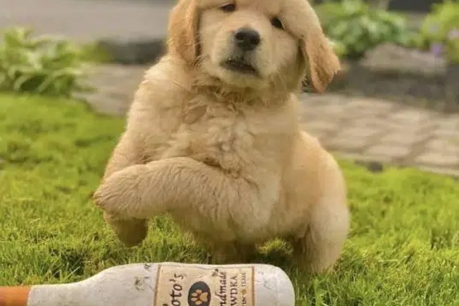 Golden retriever puppies are available for import DHA Phase 8, Karachi