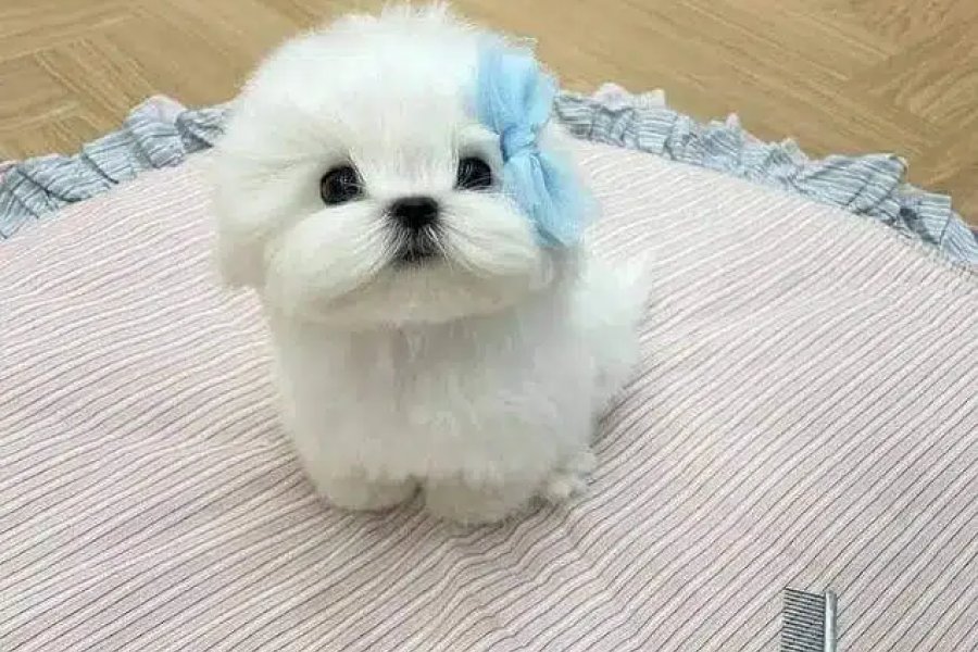 ڈی ایچ اے فیز 7، کراچی درآمد کرنے کے لیے مالٹیز مائیکرو منی ٹی کپ پپیز دستیاب ہیں۔