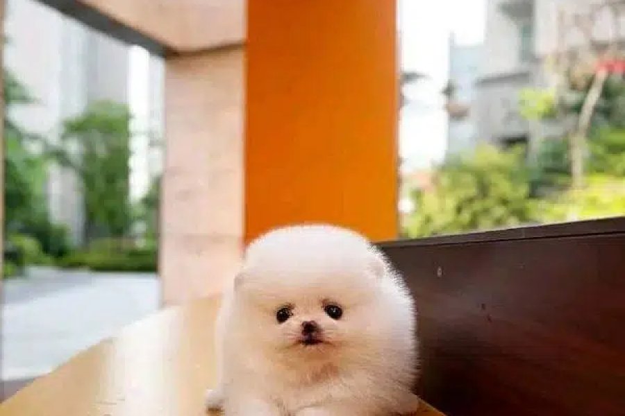 بحریہ ٹاؤن، اسلام آباد درآمد کرنے کے لیے چائے کا کپ پومیرینین دستیاب ہے۔