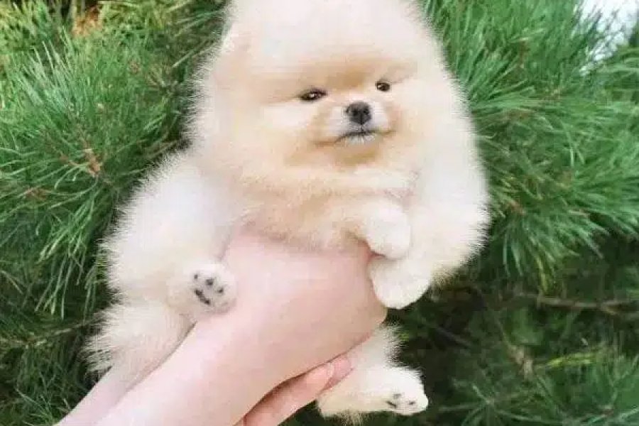 Tea Cup Pomeranian puppies are available for import Model Town, Lahore
