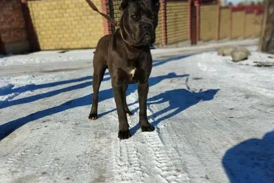 Cane corso world champion BLOODLINE puppy available for import DHA Defence, Islamabad