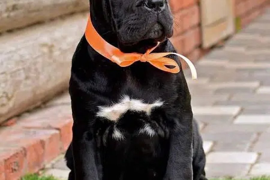 کین کارسو کتے انتہائی اچھے معیار کے کیپیٹل ویلی اسلام آباد، اسلام آباد درآمد کے لیے دستیاب ہیں۔