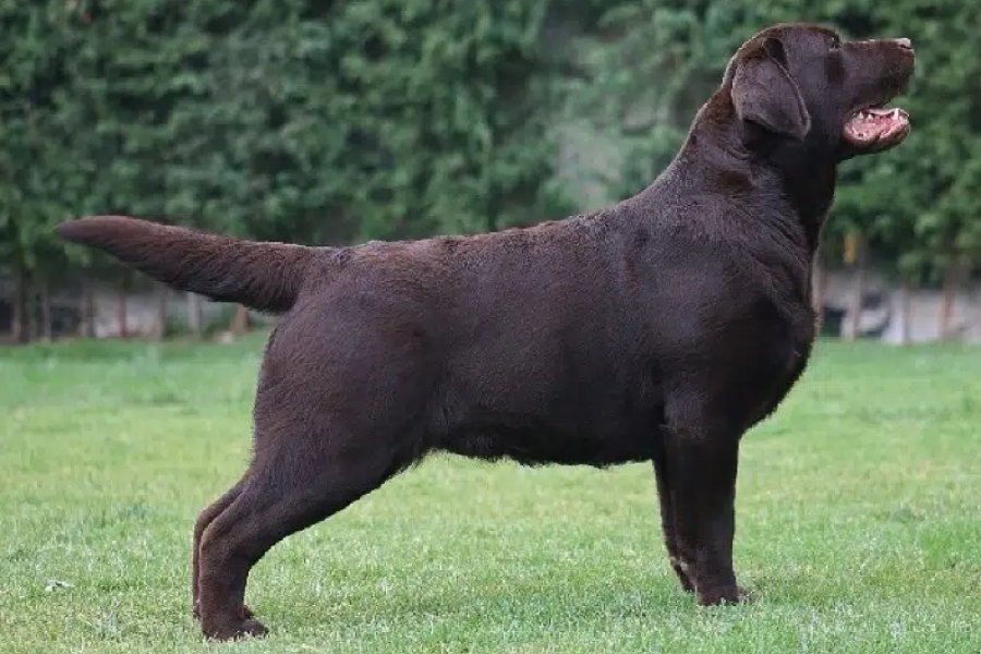 پیڈیگریڈ لیبراڈور ریٹریور میلز ڈی ایچ اے فیز 9، لاہور