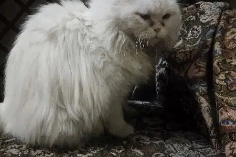 فارسی بلی برائے فروخت گلزار کالونی، لاہور