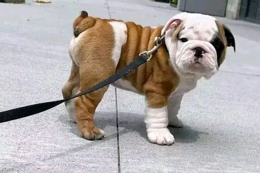 ڈی ایچ اے فیز 8، کراچی کی بکنگ کے لیے انگلش بُل ڈاگ کتے دستیاب ہیں۔