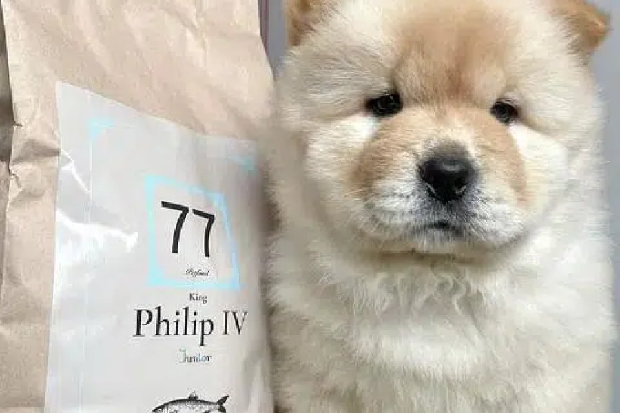 Chow chow puppies available for import Model Town, Lahore