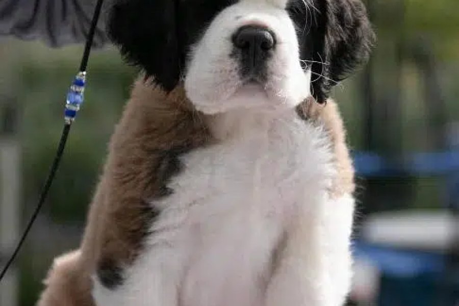 سینٹ برنارڈ کتے امپورٹ بلیو ایریا، اسلام آباد کے لیے دستیاب ہیں۔