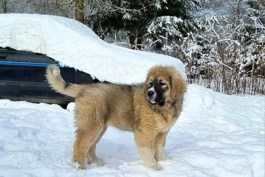 کاکیشین شیفرڈ کتے ڈی ایچ اے ڈیفنس فیز 5، اسلام آباد درآمد کرنے کے لیے دستیاب ہیں۔