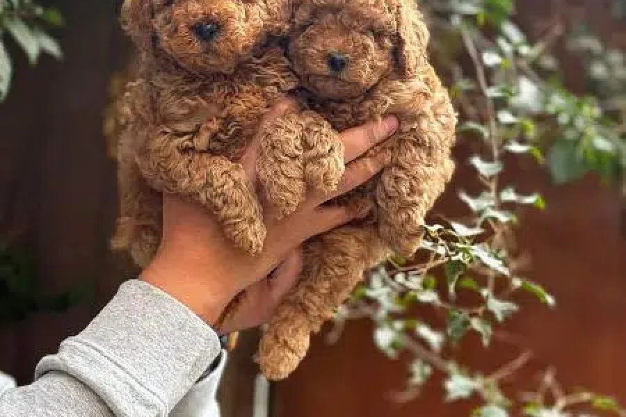 کھلونا پوڈل کتے DHA ڈیفنس، اسلام آباد کی بکنگ کے لیے دستیاب ہیں۔