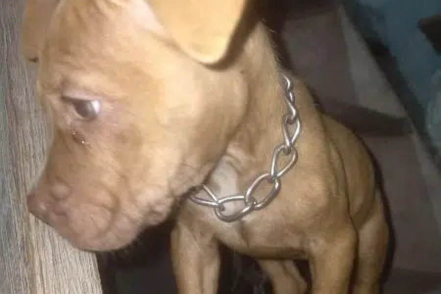 پٹ بل کتے کی عمر 45 دن مکمل فعال نارتھ کراچی - سیکٹر 5-C، کراچی