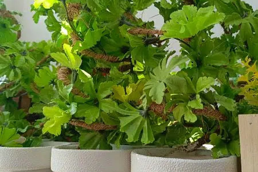 Artificial plants with Pot AIMC Residential Colony, Lahore