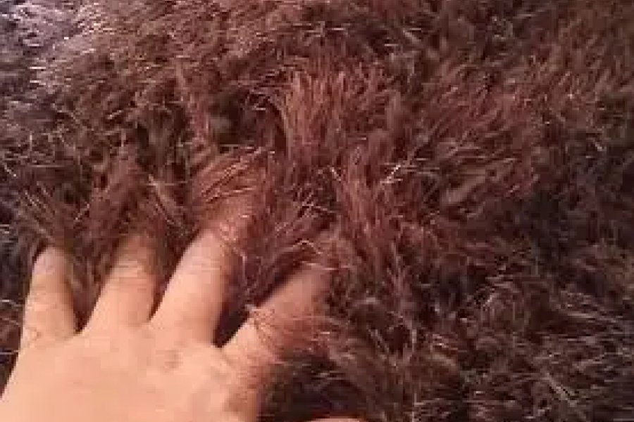 سینٹرل کارپٹ کورنگی روڈ، کراچی