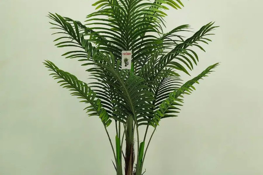 plant/artificial plant/home decor Model Town Link Road, Lahore