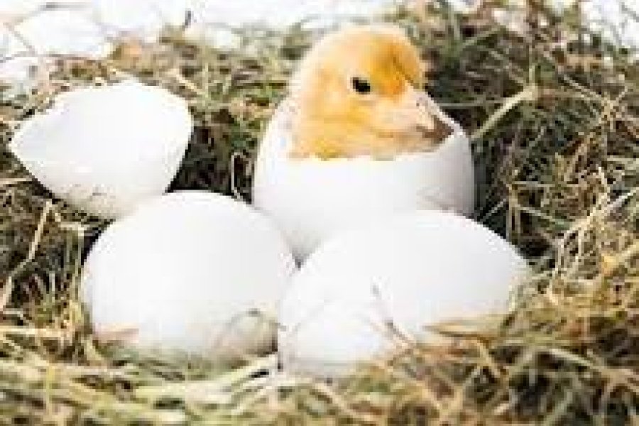 EGG HATCHING SERVICE