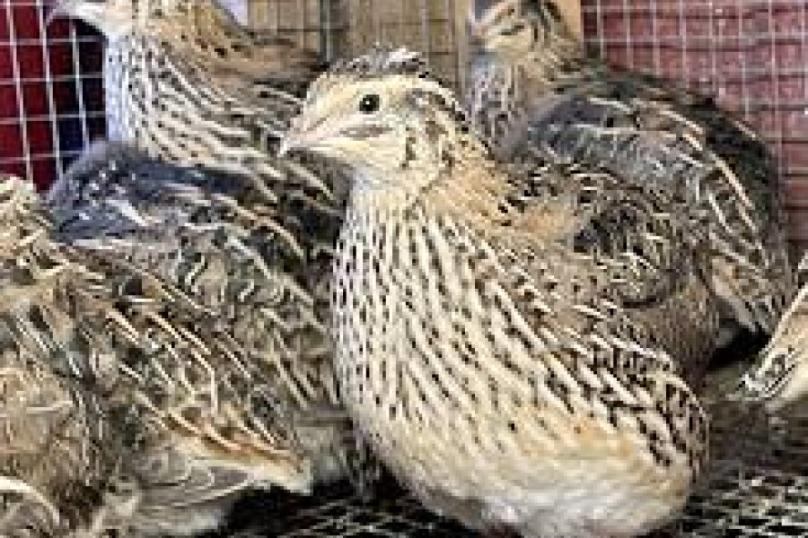 QUAIL&#39;S [ BATAIR ] [READ DESCRIPTION]