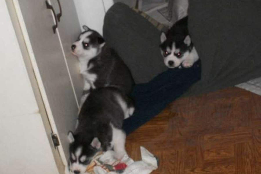 3 siberian husky puppies
