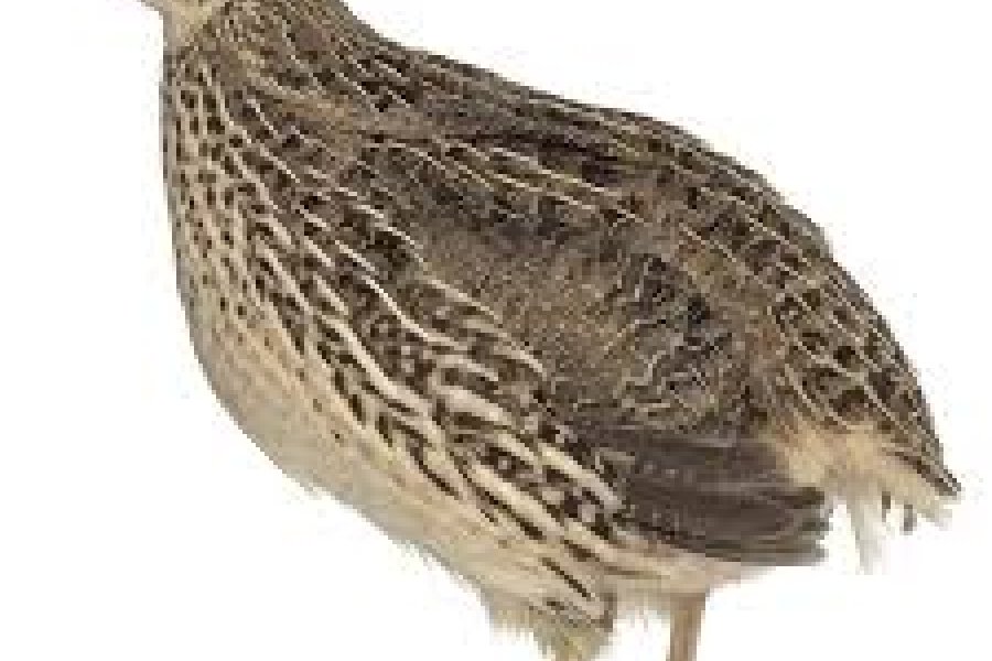 Quail Buyer