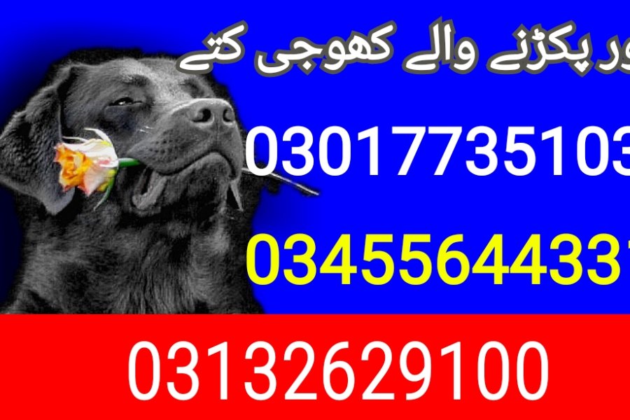 Army dog center Rawalpindi 03132629100