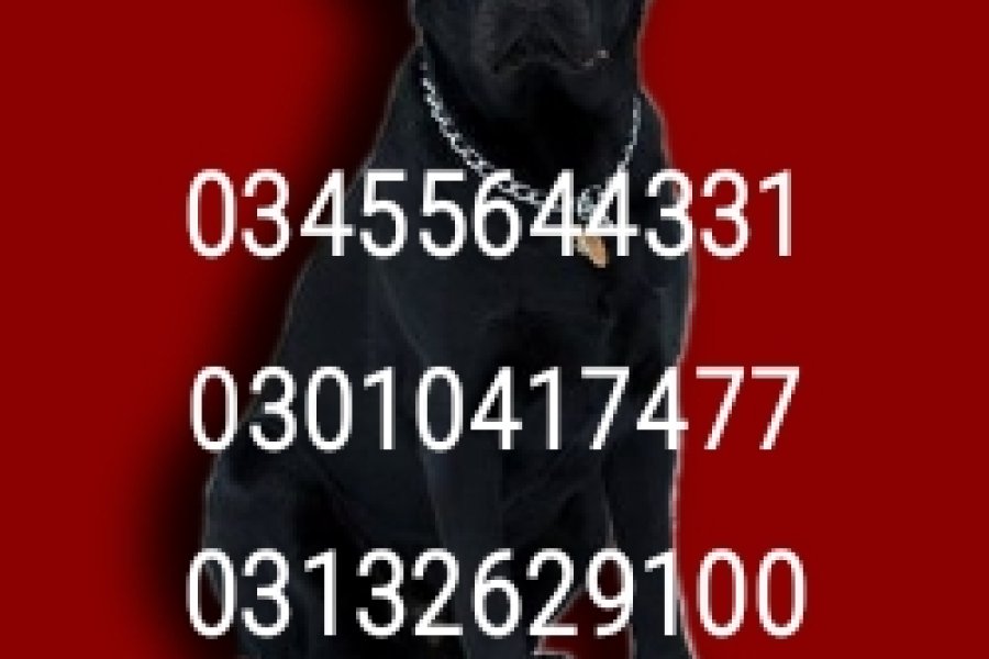 Army dog center head office 03010417477