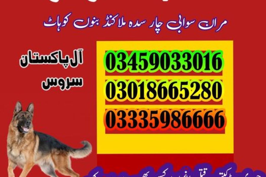 Army Dog Center Nowshera 03018665280