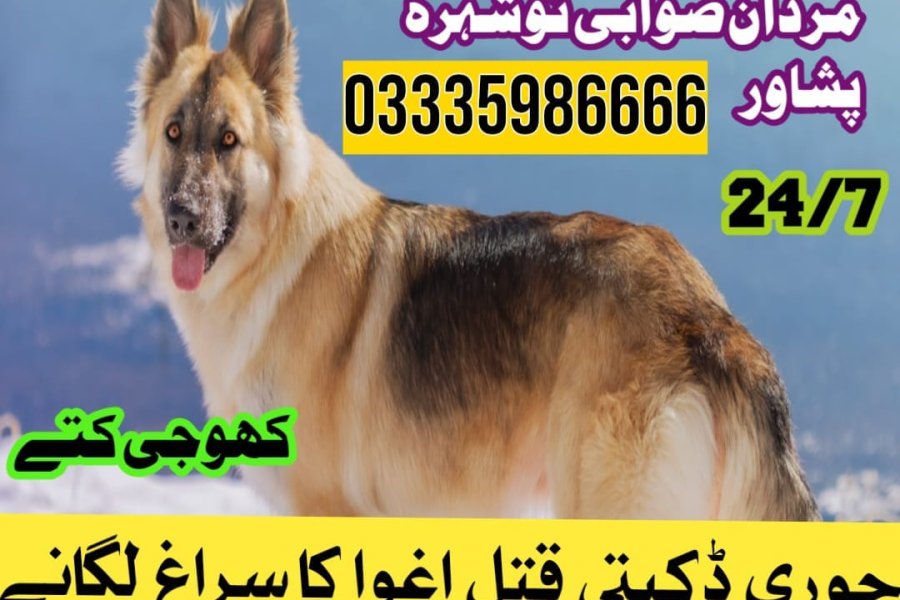 Army Dog Center Kohat 03458966073