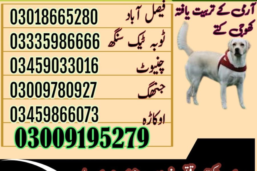 آرمی ڈاگ سنٹر فیصل آباد 03018665280