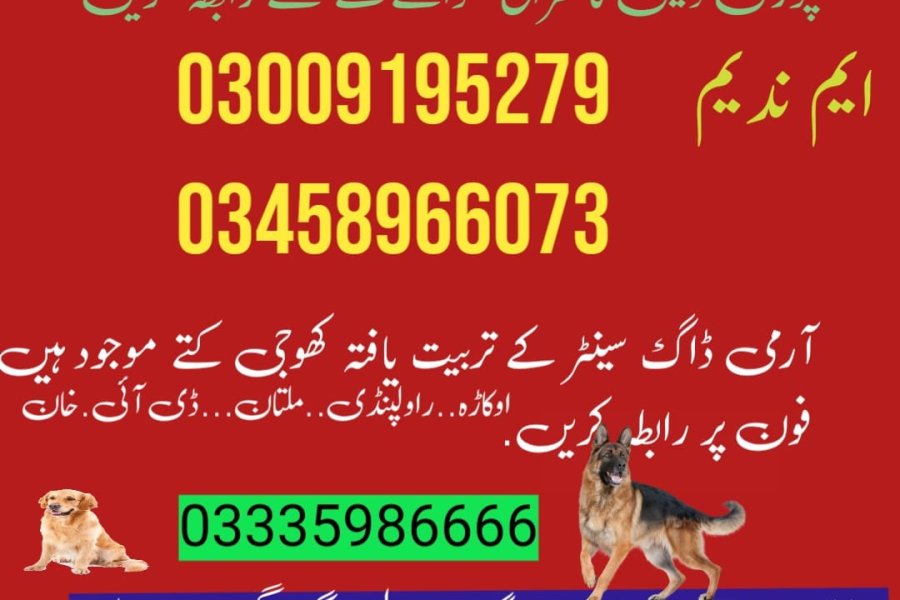 Army Dog Center Sargodha 03018665280