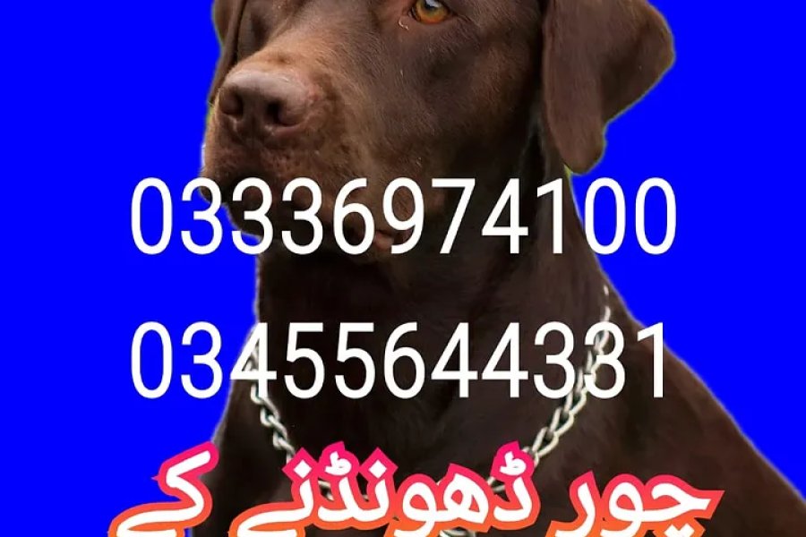 Army dog center nowshera 03336974100
