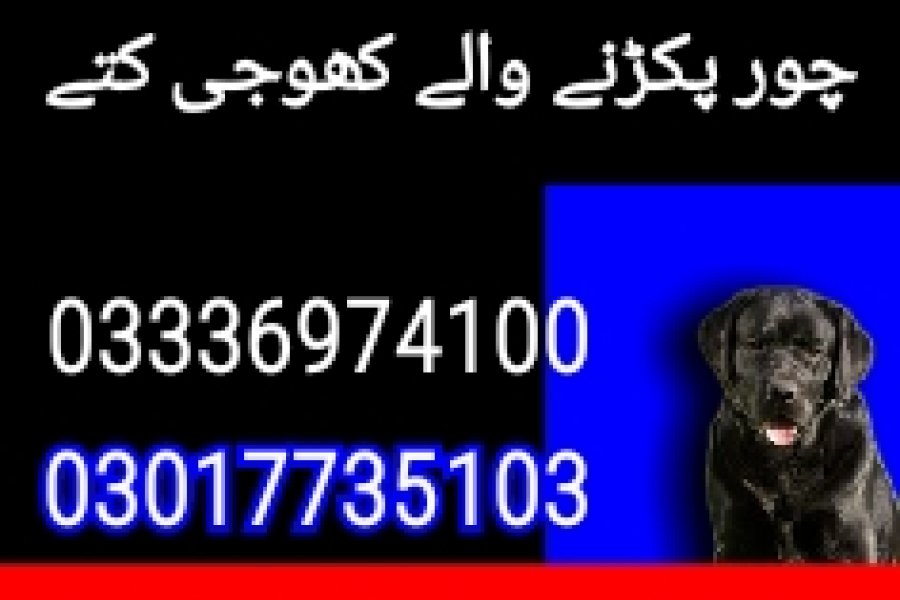 Army dog center bhakkar 03178421506