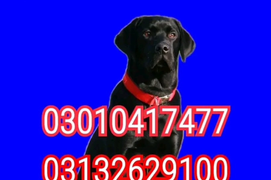 Army dog center badin 03010417477