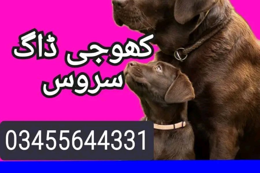 Army dog center multan 03010417477