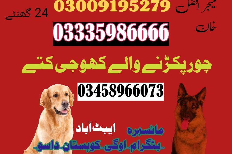 Army Dog Center Abbottabad 03009195279(sniffing dogs available)